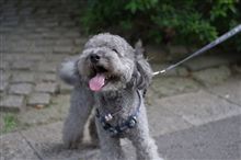 MINIの居ない週末