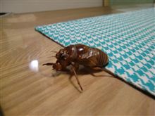 蝉を捕まえた! 蝉を捕まえた!