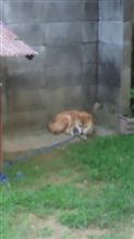 ひヽ(ﾟДﾟ;≡;ﾟДﾟ)ﾉま