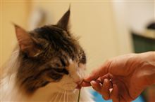 猫草をはぐはぐ…