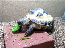 エサだけは、わかるんです。
