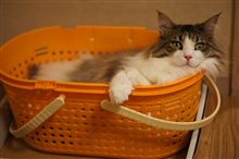はまち？まぐろ？それとも…