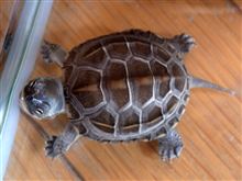 こ、こいつもだあ〜