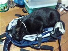 今日のくろねこ