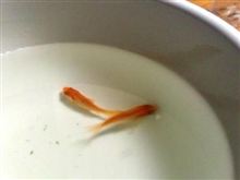 家族が増えました。