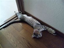 今日のとらねこ