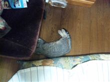 今日のとらねこ