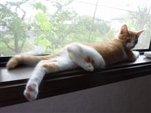 うめグラビア