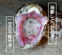 ほえー。(・o・)