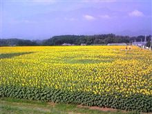 ひまわり畑と安曇野・松本