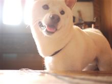 激突！！黒柴VS白柴。(屮ﾟДﾟ)屮　