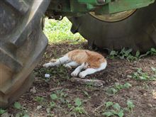 この猫に見覚えありますか。
