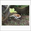 この猫に見覚えありますか。