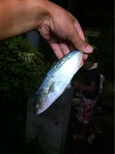 NINO 釣り日記(^O^)笑