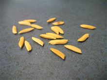 Brown Rice