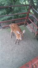 ケーブルカーの頂上
