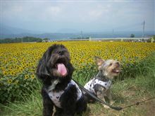 夏休みも終わりました。。