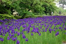 ｷﾚｲな花だな