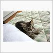 ツンデレ仔猫の名前募集の巻