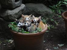故障は続くよどこまでも?