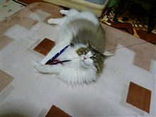 やった～～～！