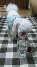 ジョッキで水を飲むワンコ