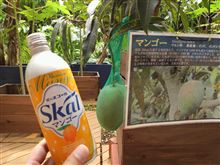 マンゴースコール