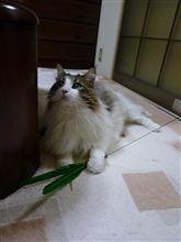 乱暴すぎる、助けて～