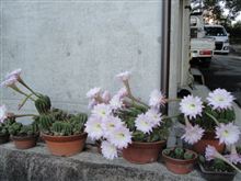 今年も南国奈良でサボテンの花が咲きました（笑）！