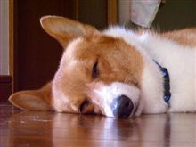 ipod無ぐってもｚｚｚ。。。の巻