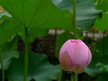 福井の昼