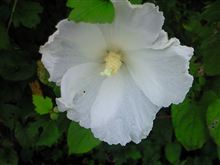 夏の花♪