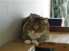 たまにはナナちゃんも。
