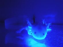 大人の水族館