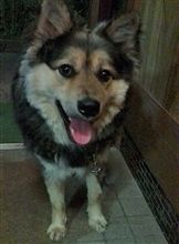 HELP！犬が逃げた！