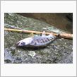 せっかく目が覚めたので