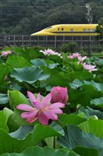 遅れて咲いた夏の花