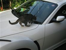 猫の手も借りたい…訳では無いのですが…