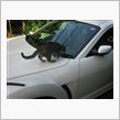 猫の手も借りたい…訳では無いのですが…