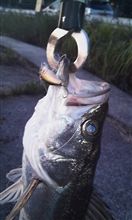 仕事帰りの釣り
