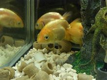 ゴールデンらんちゅう