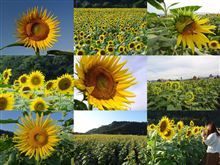 2011ひまわりフェア in 原鶴 2011ひまわりフェア in 原鶴