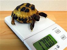 2011.09.29　かめ吉の身体測定