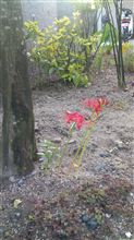 彼岸花の咲く朝に