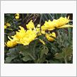 山形県人は、菊の花ビラを食べる！(ﾟдﾟ)ｳ-(ﾟДﾟ)ﾏｰ(ﾟAﾟ)ｲ-…!!!!