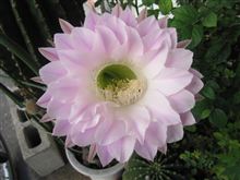 夏の疲れかなぁ・・・・