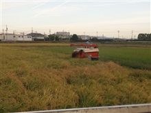 稲刈りにね