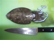 北東の風5m/s波の高さ0.5m中潮/SP