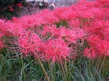 彼岸花を見に