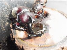 生存確認